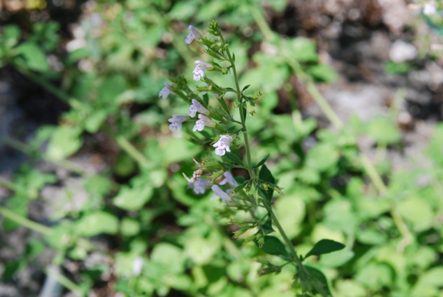 Calamintha nepeta